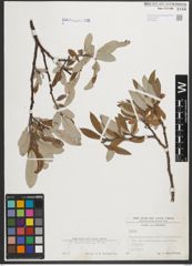 Foto von Salix helvetica Vill.